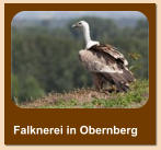 Falknerei in Obernberg